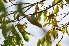 Muscicapa striata