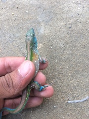 Cnemidophorus gaigei