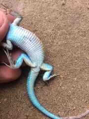 Cnemidophorus gaigei