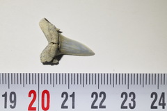 Lamniformes