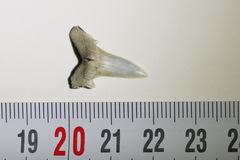 Lamniformes