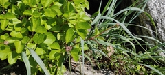 Ligusticum scothicum hultenii