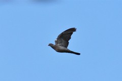 Columba palumbus casiotis