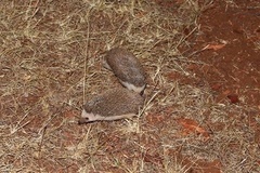 Atelerix albiventris