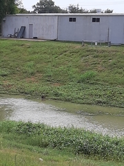Myocastor coypus