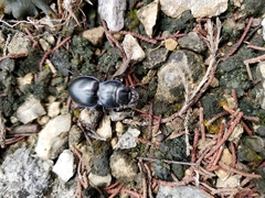 Pasimachus elongatus