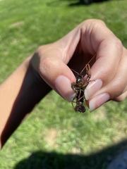 Cambarus bartonii bartonii