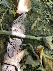 Cambarus bartonii bartonii