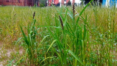 Echinochloa esculenta