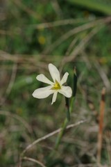 Moraea britteniae