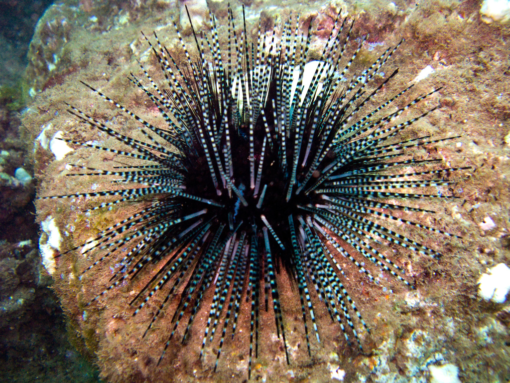 Diadematidae
