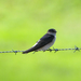 Tree Martin - Photo (c) Jenny Donald, some rights reserved (CC BY-NC)