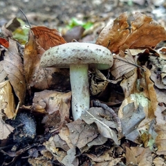 Lactarius vietus