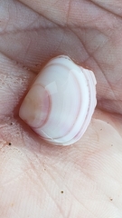 Tellina nuculoides