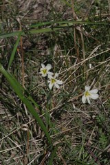 Moraea britteniae