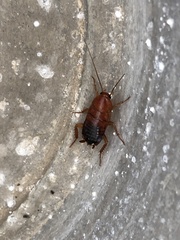 Shelfordella lateralis