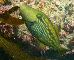 Meuschenia galii