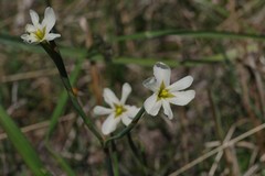 Moraea britteniae