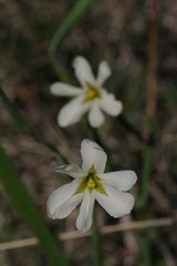 Moraea britteniae