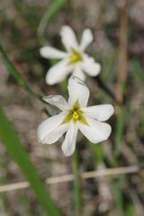 Moraea britteniae