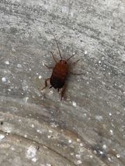 Shelfordella lateralis