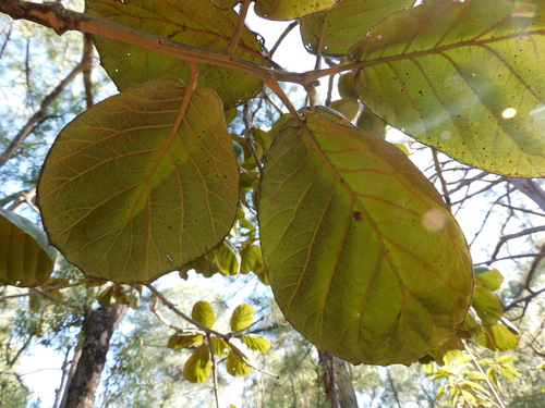 Image of Quercus tarahumara by (c) Jonathan Rodriguez, some rights reserved (CC BY)