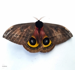 Automeris belti