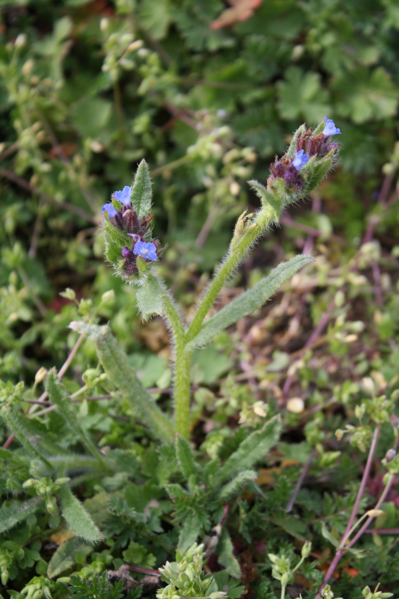 Anchusa arvensis