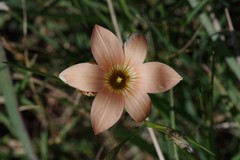 Romulea longipes