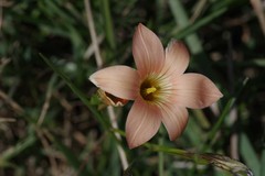 Romulea longipes
