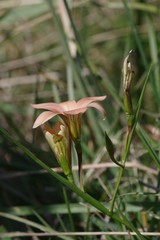 Romulea longipes