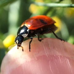 Hippodamia quinquesignata