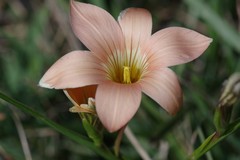 Romulea longipes