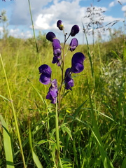 Aconitum baicalense