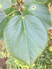 Cercis chinensis