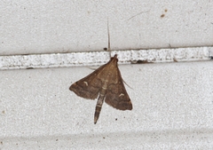 Dolicharthria punctalis