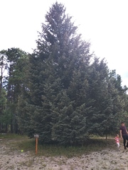 Picea chihuahuana