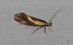 Harpella forficella