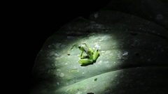 Centrolenidae