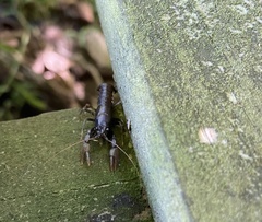 Cambarus bartonii bartonii