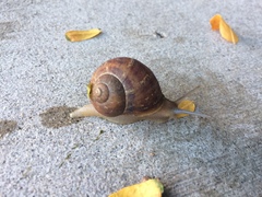 Cornu aspersum