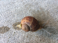 Cornu aspersum