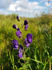Aconitum baicalense