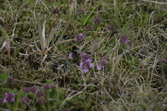 Bombus lucorum