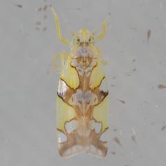 Protalebrella conica