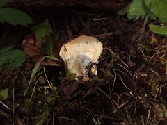 Russula veternosa