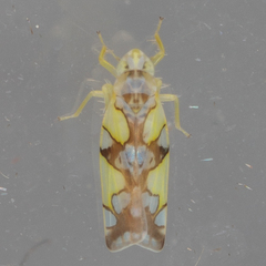 Protalebrella conica