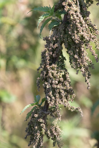 Didžioji dilgėlė nuotrauka