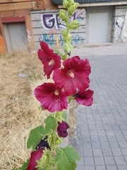 Alcea rosea