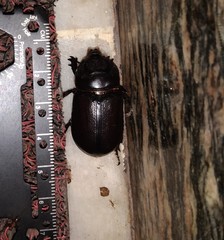 Oryctes rhinoceros
